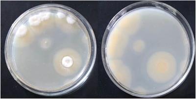 Optimisation of the production of a selenium-enriched polysaccharide from Cordyceps cicadae S1 and its structure and antioxidant activity